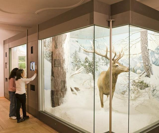 Ausstellungsraum mit Glasvitrine, Tierpräparaten und Wandillustrationen im Südtiroler Landesmuseum für Jagd und Fischerei.