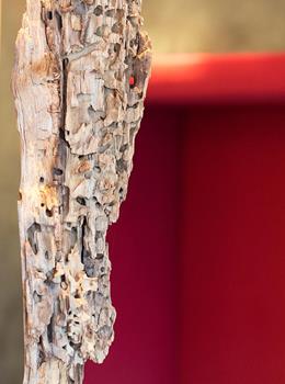 Art at Steindl’s Boutique Hotel; close-up of birch bark against a red background.