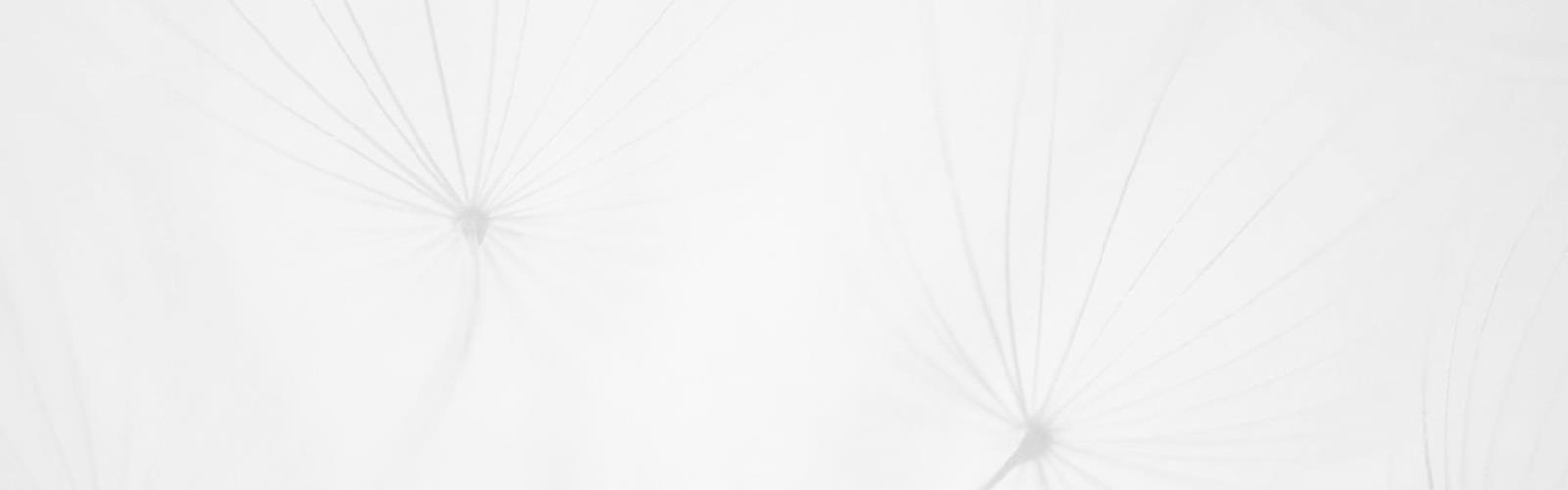 steindl-bilder-blume