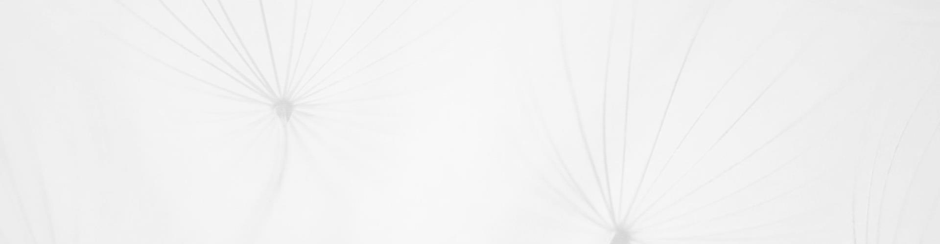 steindl-bilder-blume